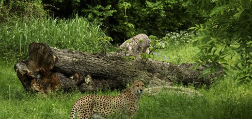 Geparden Anlage Kölner Zoo