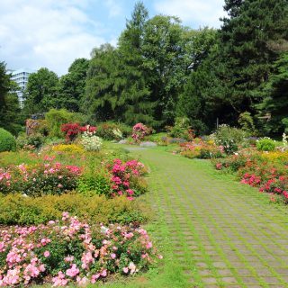 Rosengarten im Westfalenpark von Dortmund